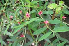 Indigofera tinctoria